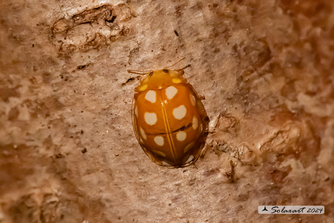 Halyzia sedecimguttata -  Coccinella  - Orange ladybird