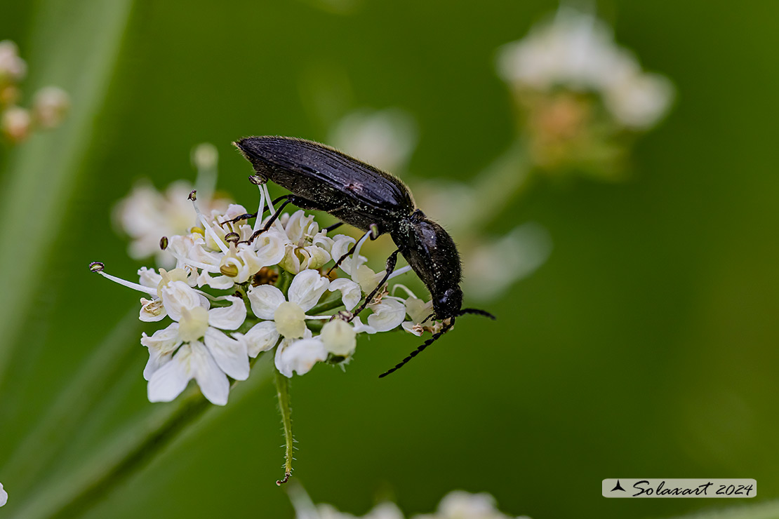 Hemicrepidius hirtus