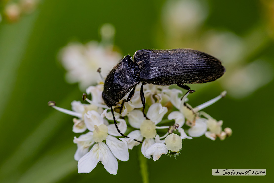 Hemicrepidius hirtus