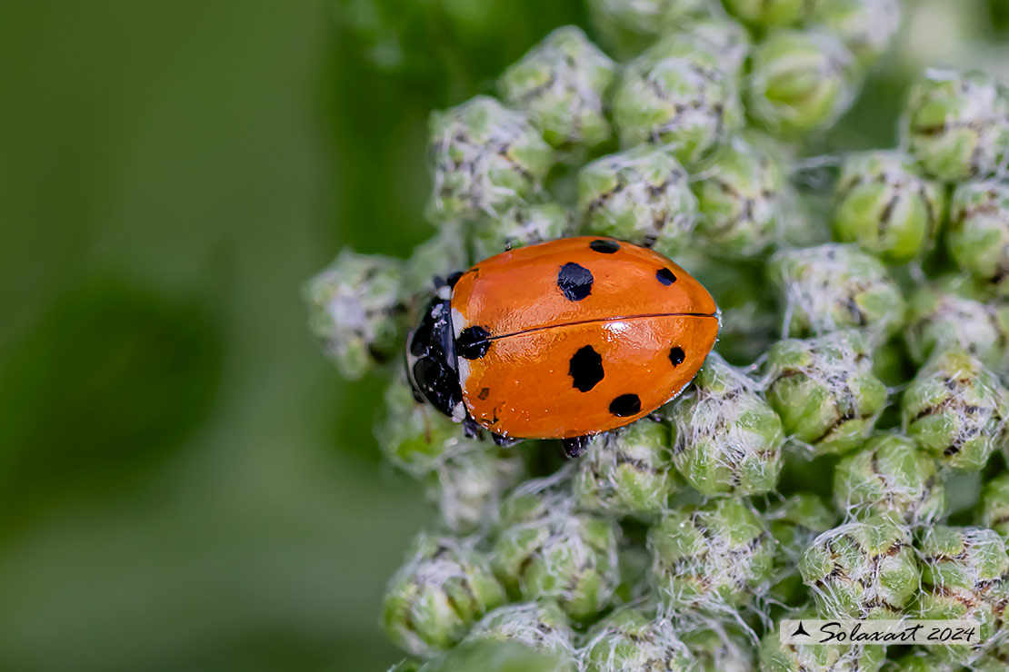 Hippodamia convergens -  Coccinella  - Convergent lady beetle