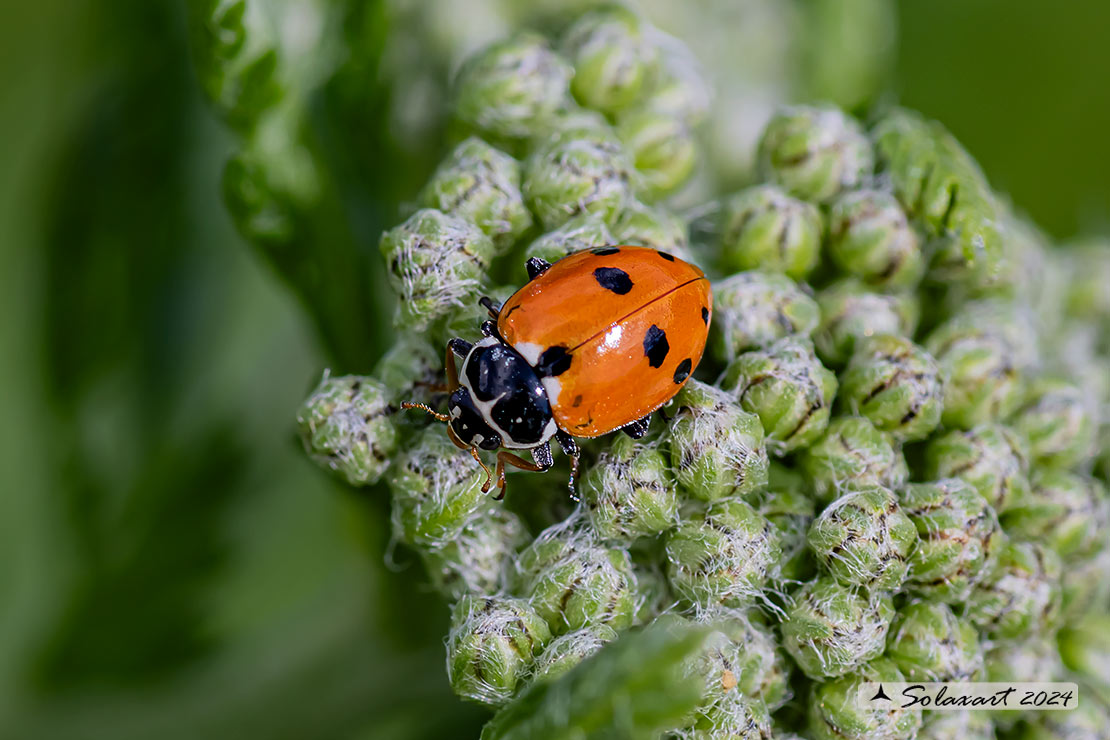 Hippodamia convergens -  Coccinella  - Convergent lady beetle