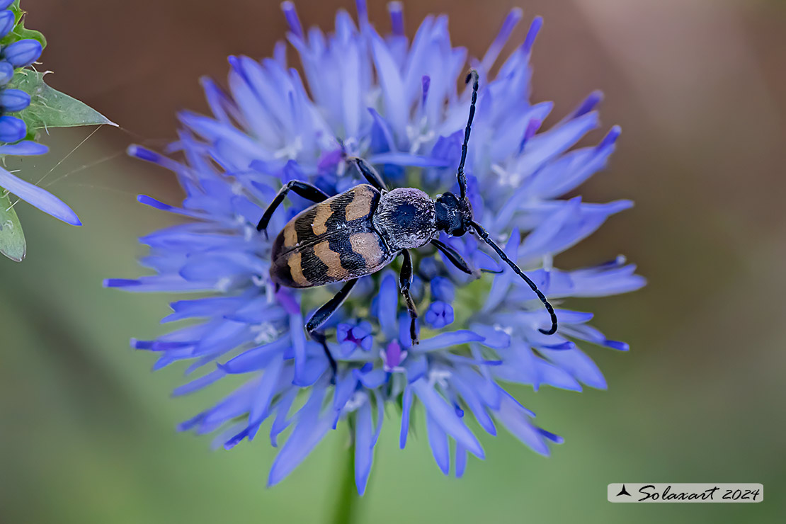 Judolia sexmaculata