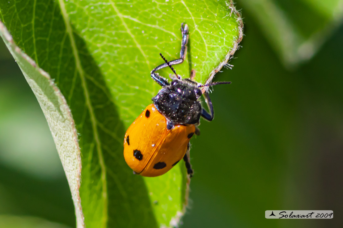 Coleoptera / Curculionidae; Specie: Lachnaia Italica