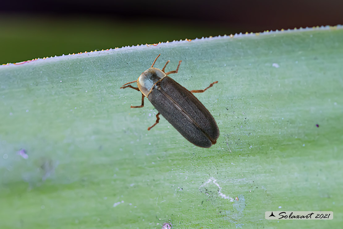 Lampyris noctiluca; Common glow-worm