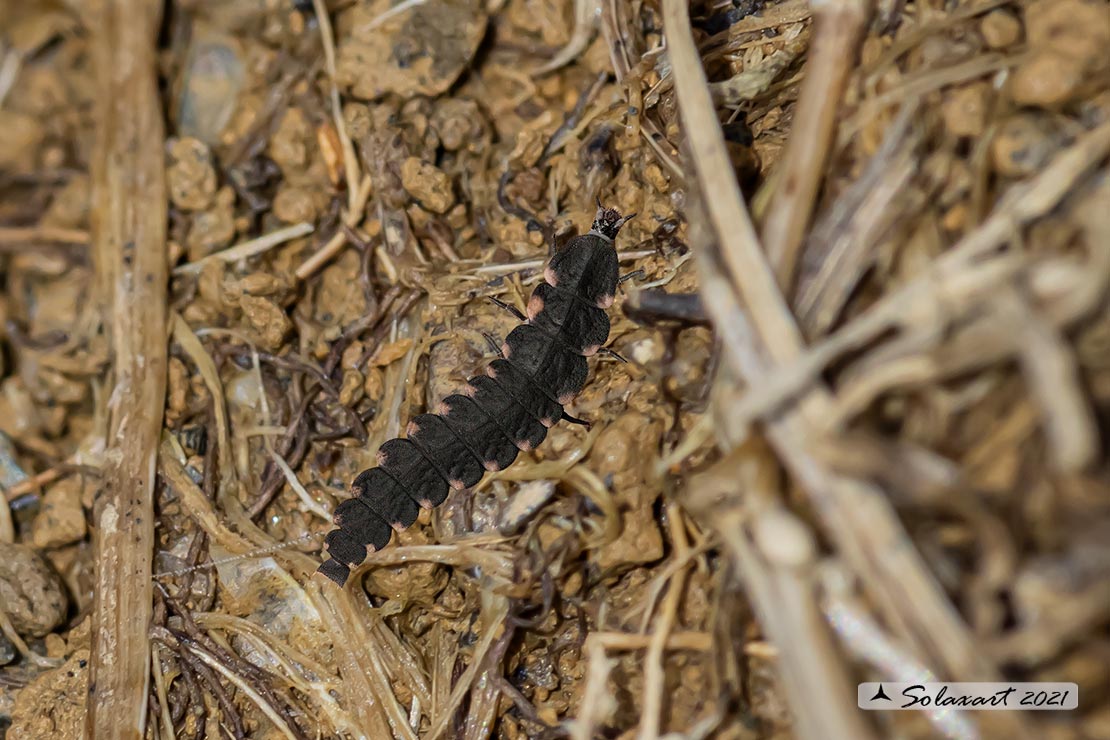 Lampyris noctiluca; Common glow-worm