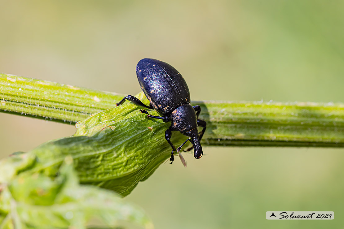 Liparus glabrirostis