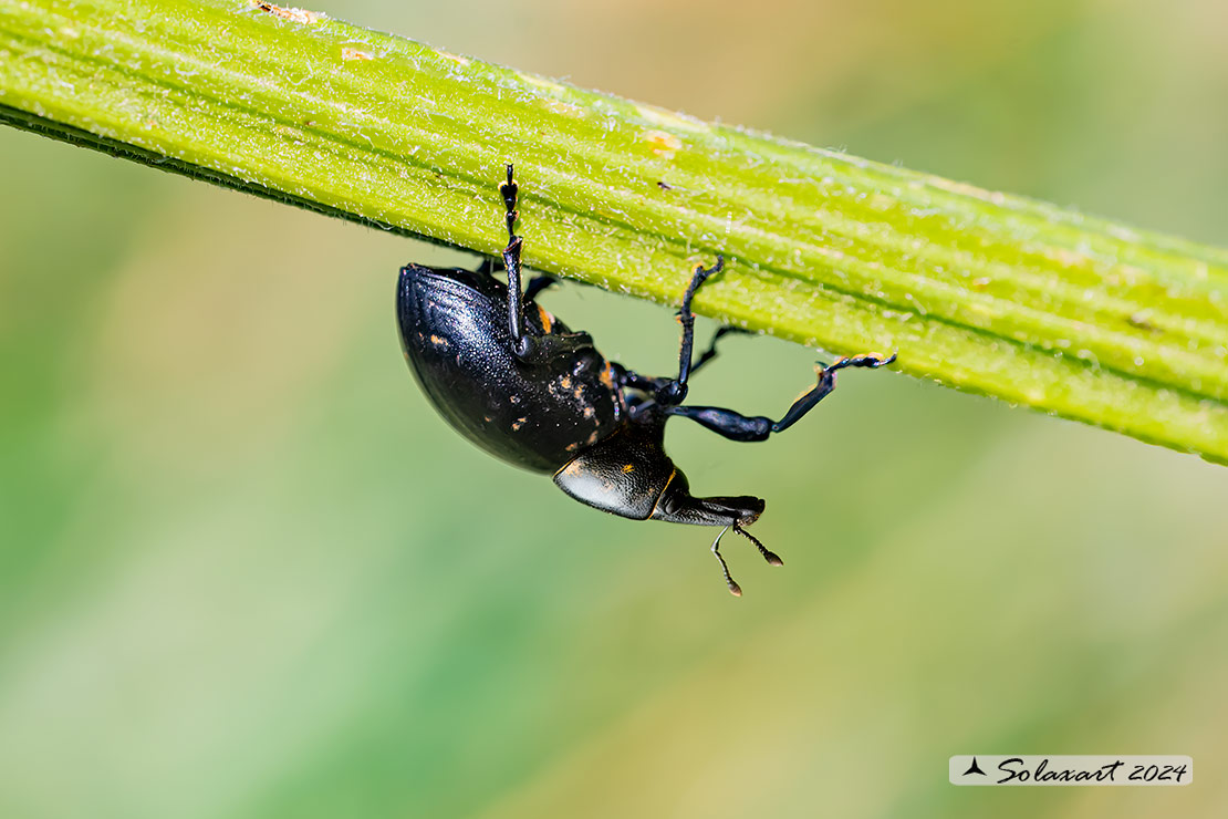 Liparus glabrirostis