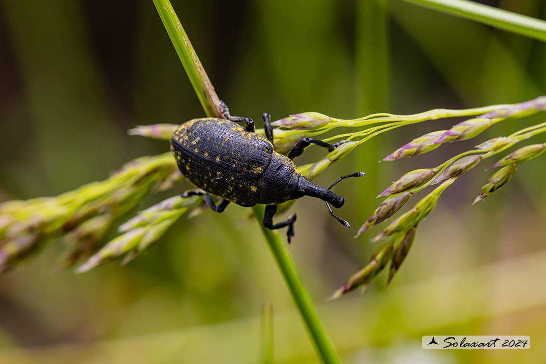 Liparus germanus