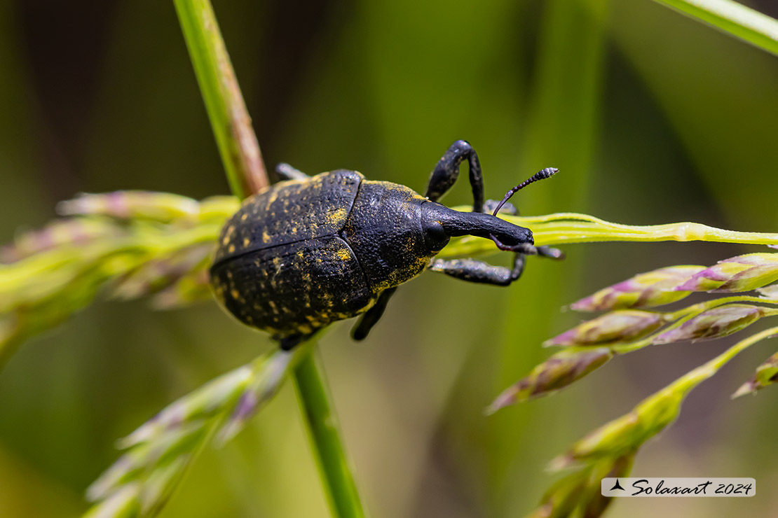 Liparus germanus