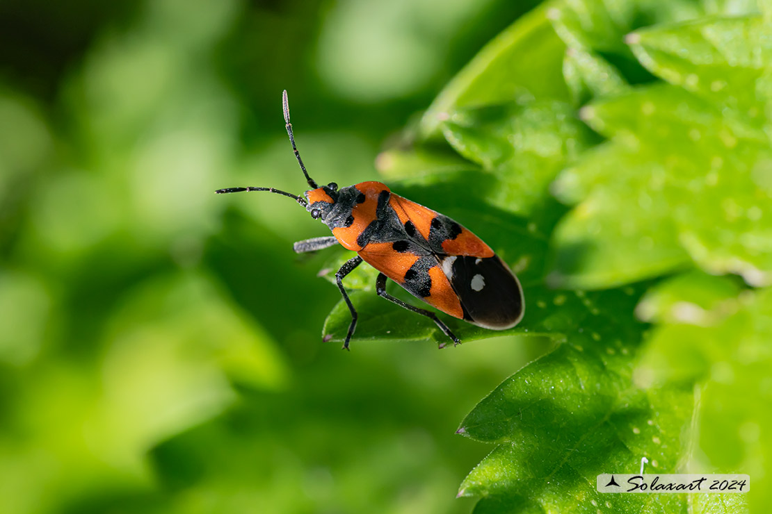 Lygaeus equestris