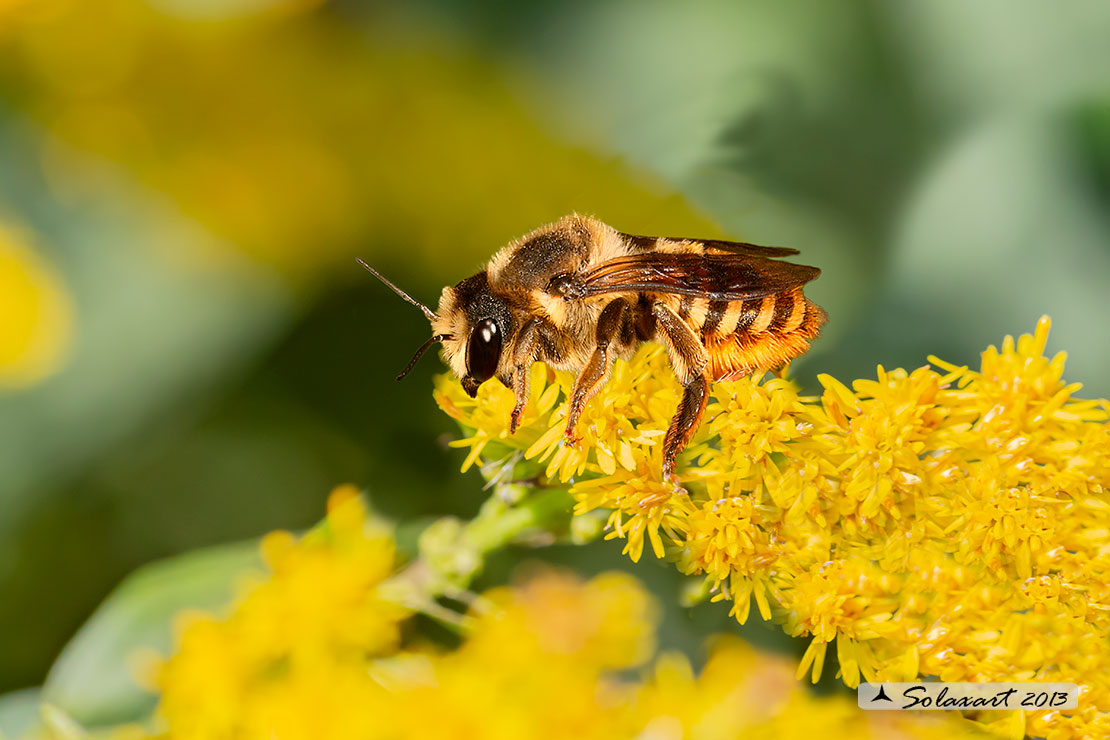 Megachile melanopyga