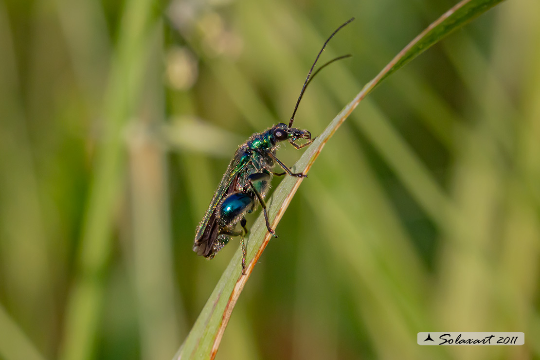 Oedemera nobilis  (maschio)  -  Thick-Legged Flower Beetle  (male)
