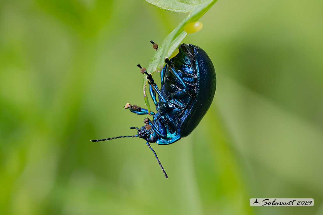 Oreina bidentata