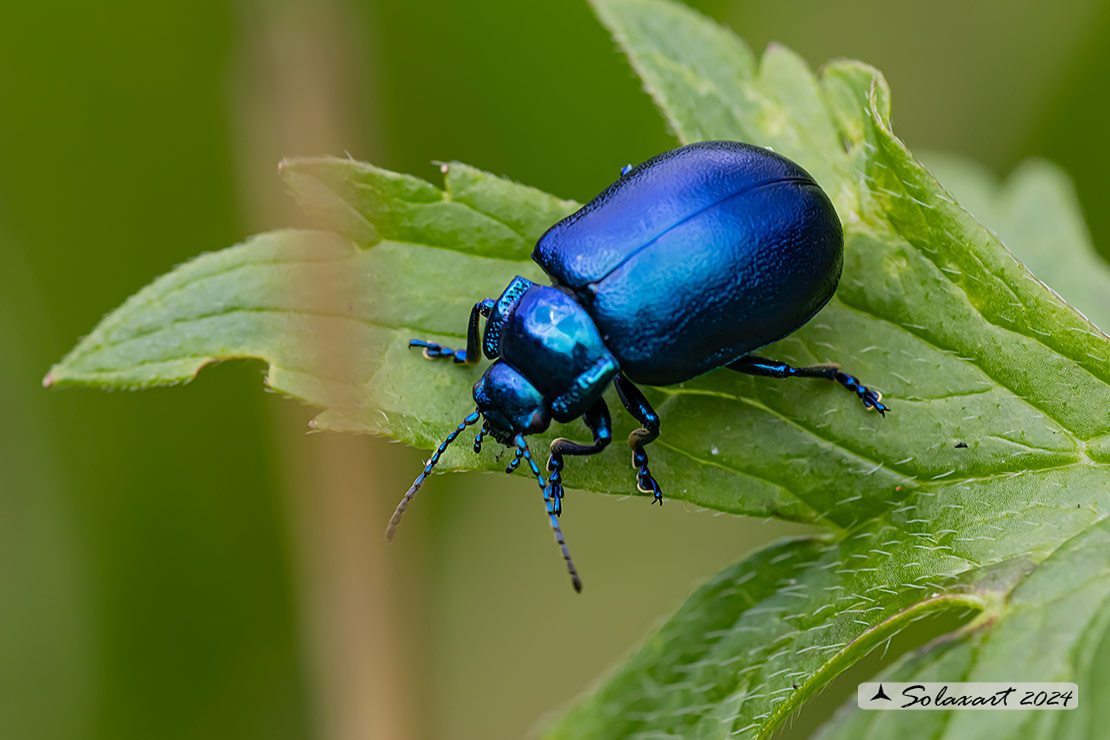 Oreina bidentata