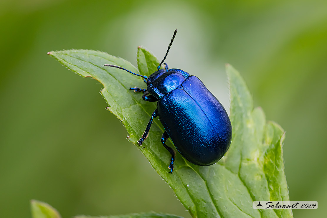 Oreina bidentata