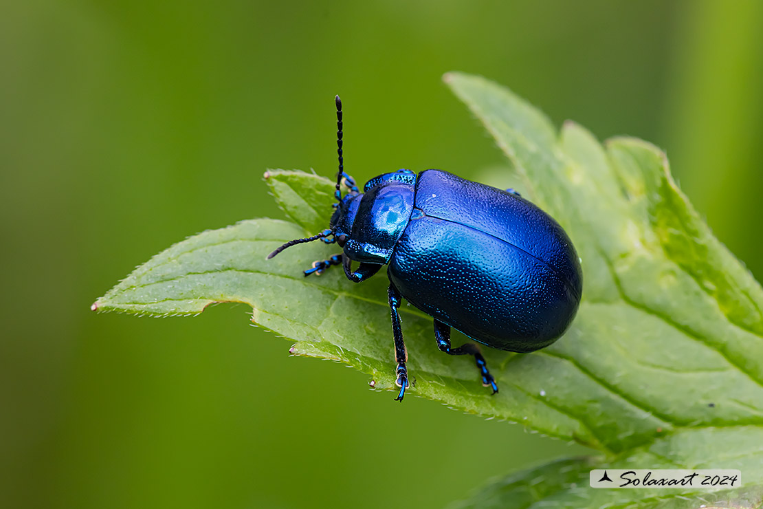 Oreina bidentata