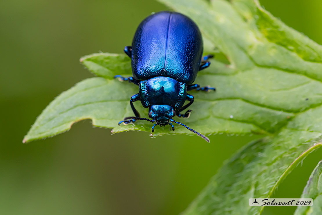 Oreina bidentata