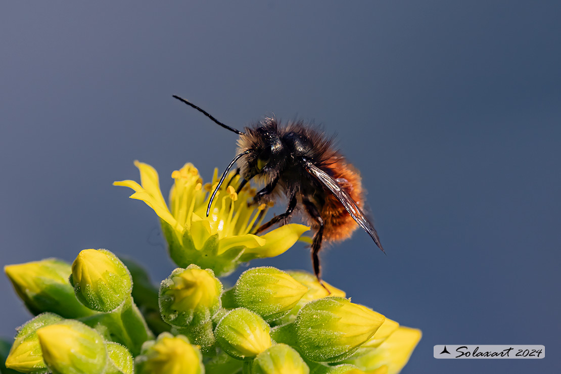 Osmia cornuta