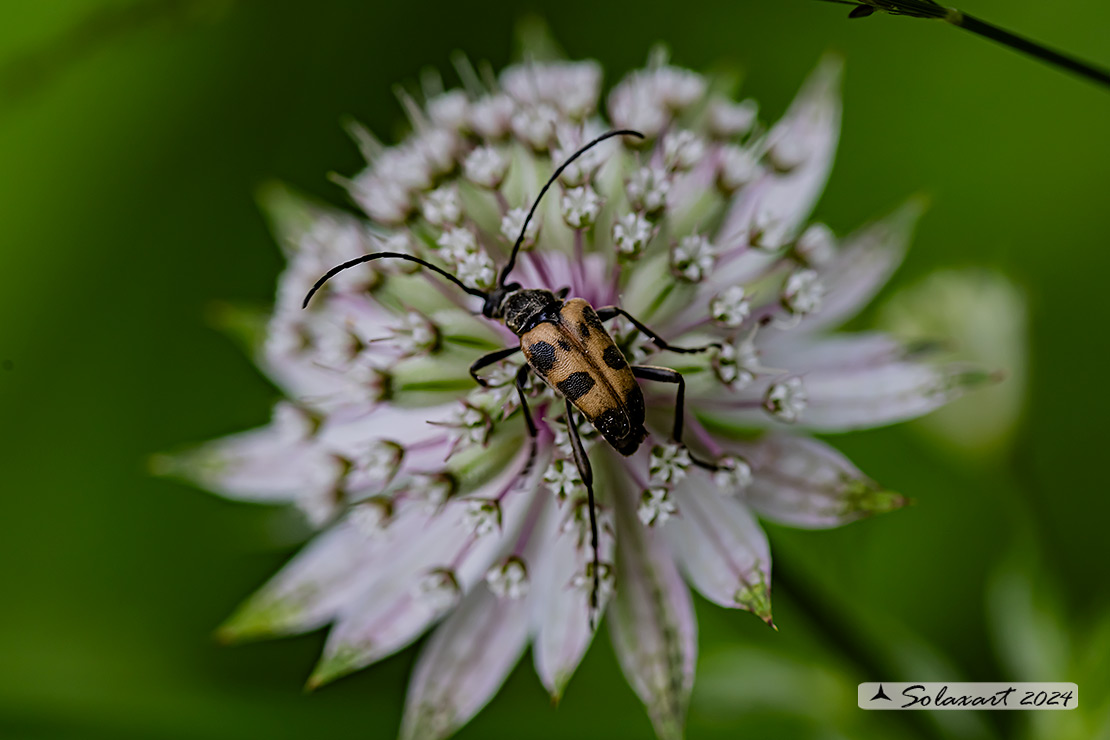 Pachytodes cerambiciformis