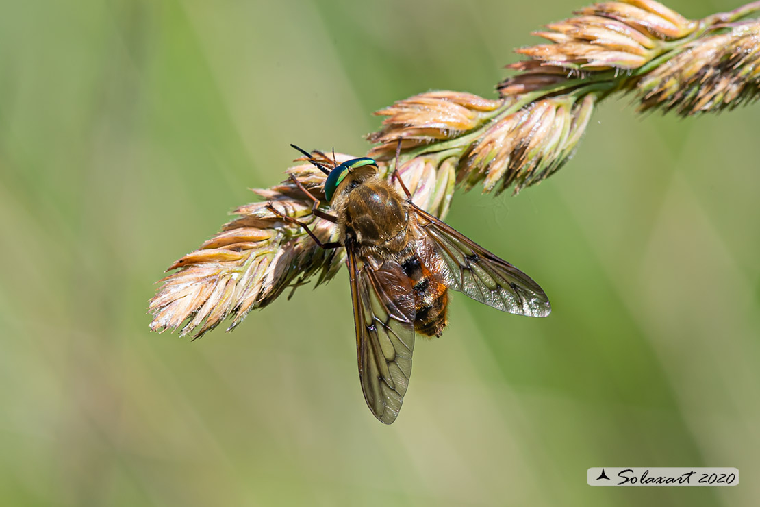 Pangonius variegatus: Mosca cavallina (maschio) - Horse fly (male)