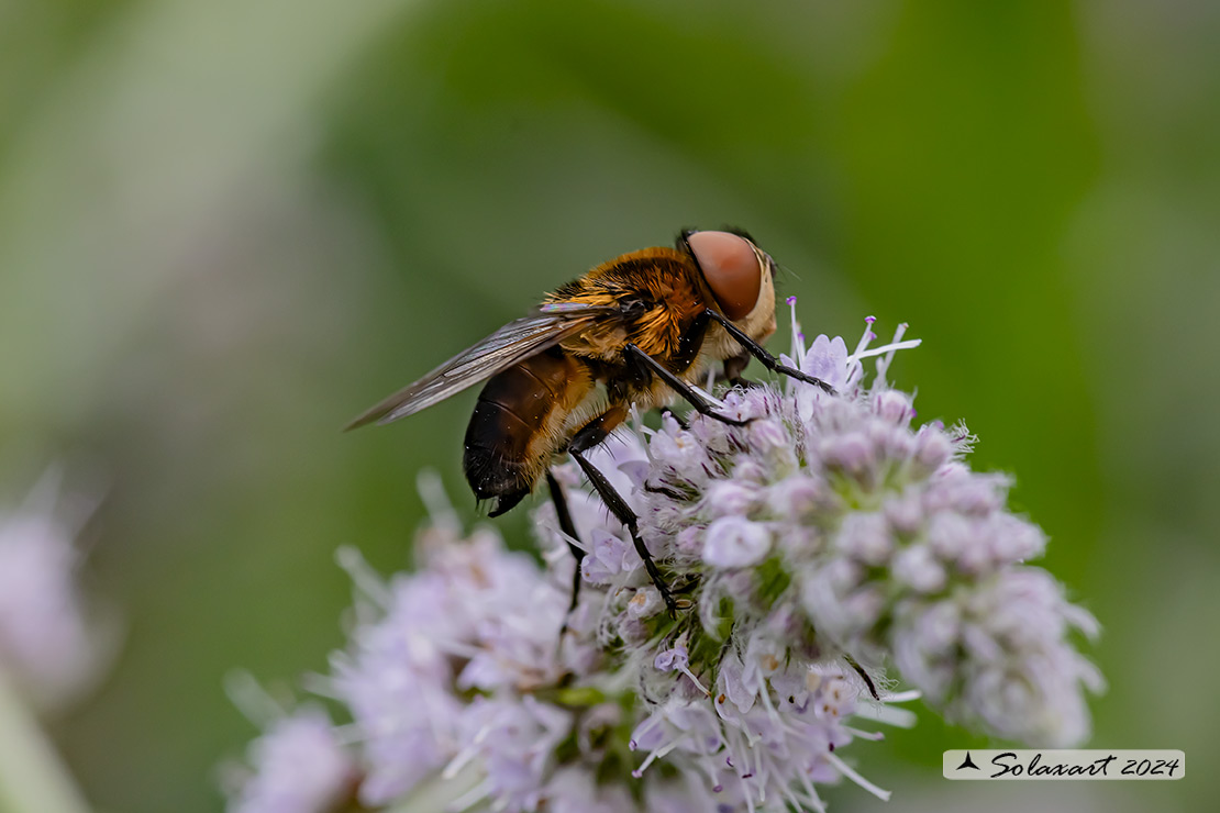 Phania hemiptera