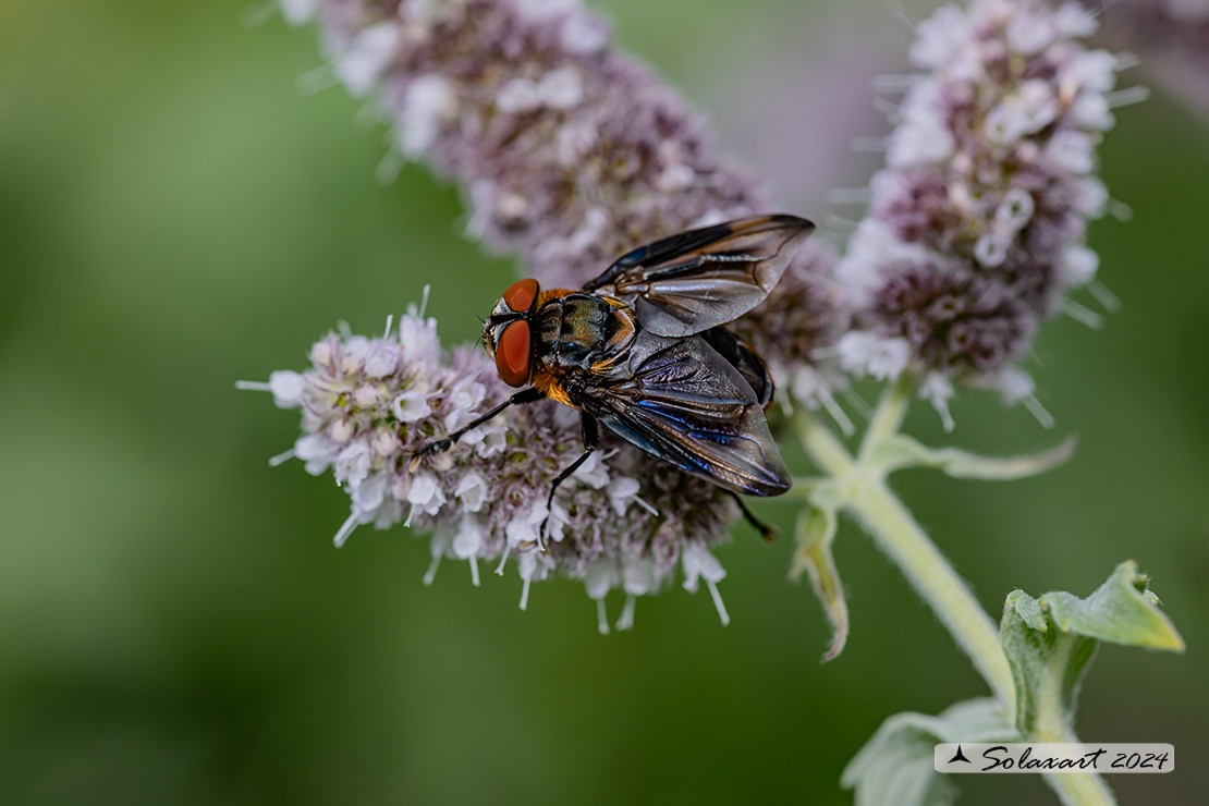 Phania hemiptera