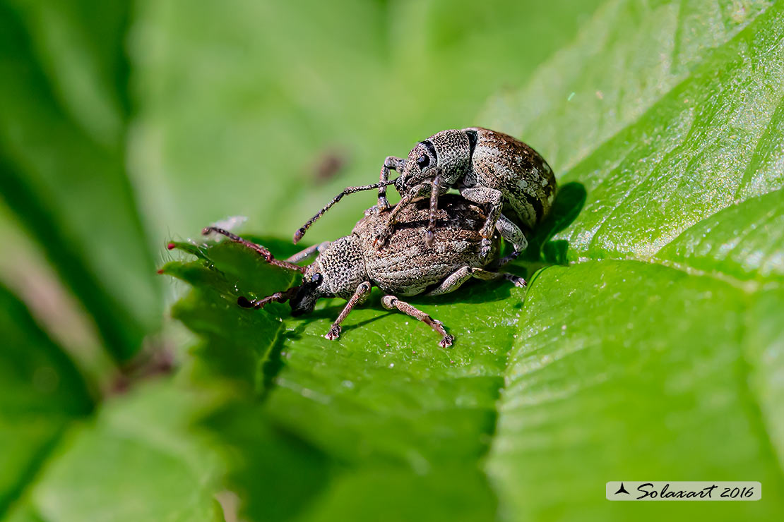 Phyllobius pyri