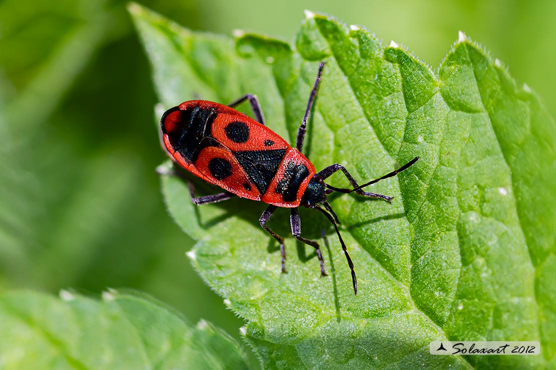 Pyrrhocoris apterus 