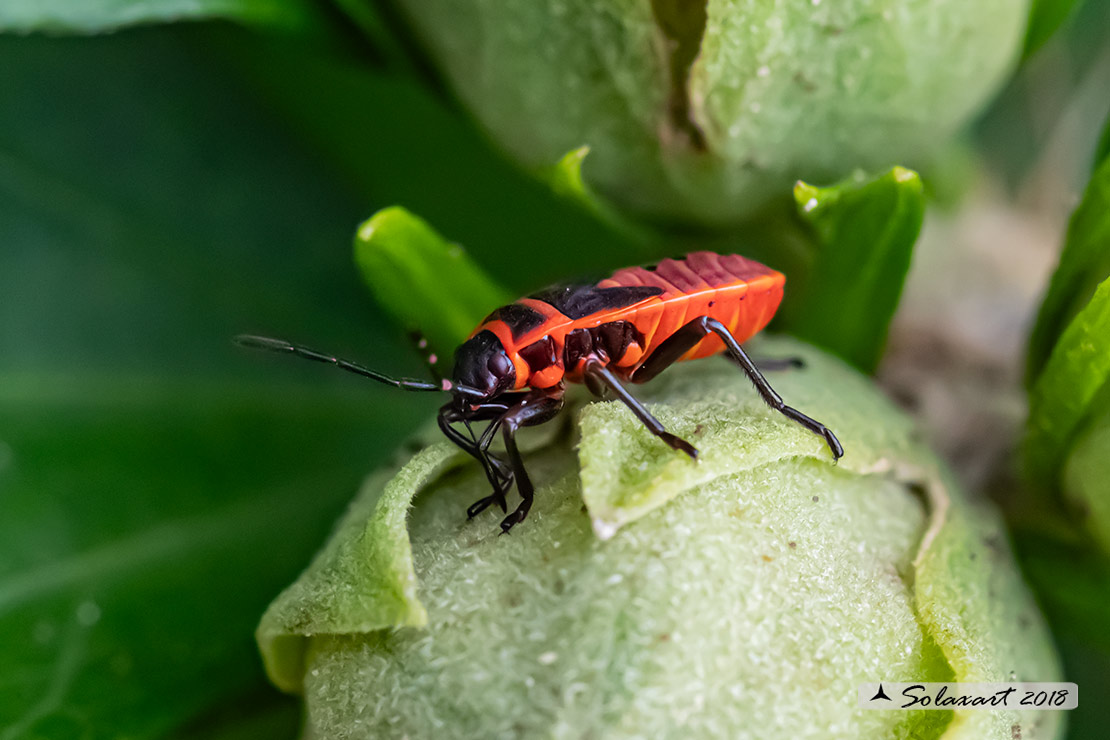 Pyrrhocoris apterus 