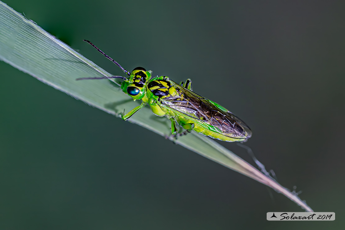 Rhogogaster viridis; Imenottero verde; Common sawfly