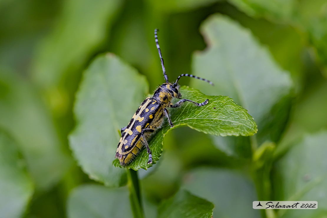 Saperda scalaris - Red-brown Longhorn Beetle