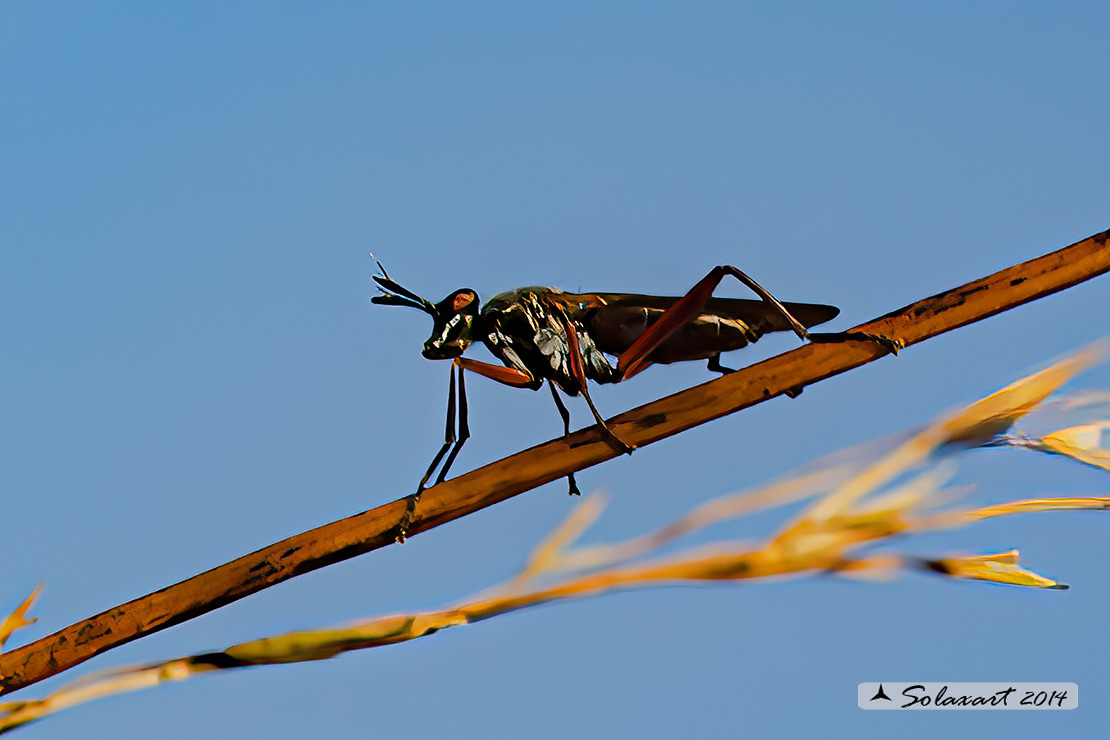 Sepedon sphegea 