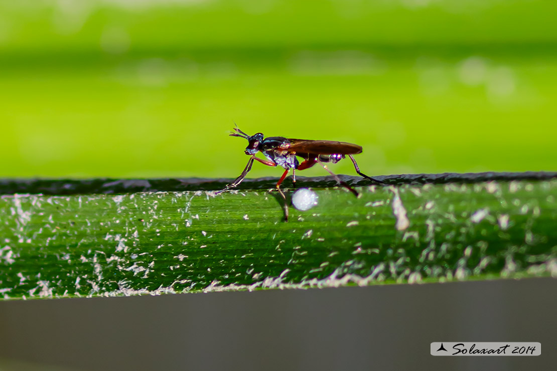 Sepedon sphegea 