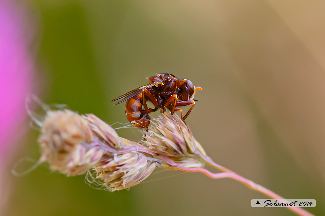 Sicus ferrugineus 