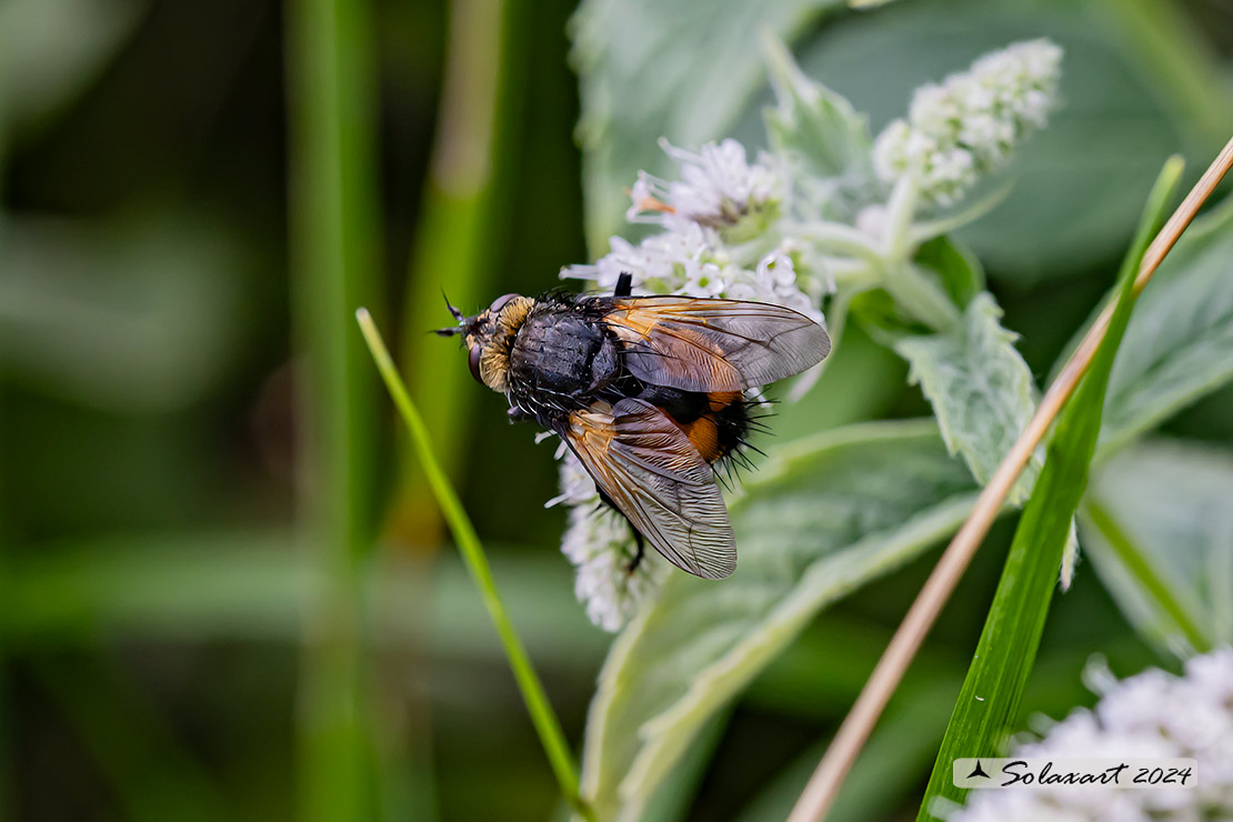 Tachina (Nowickia) ferox