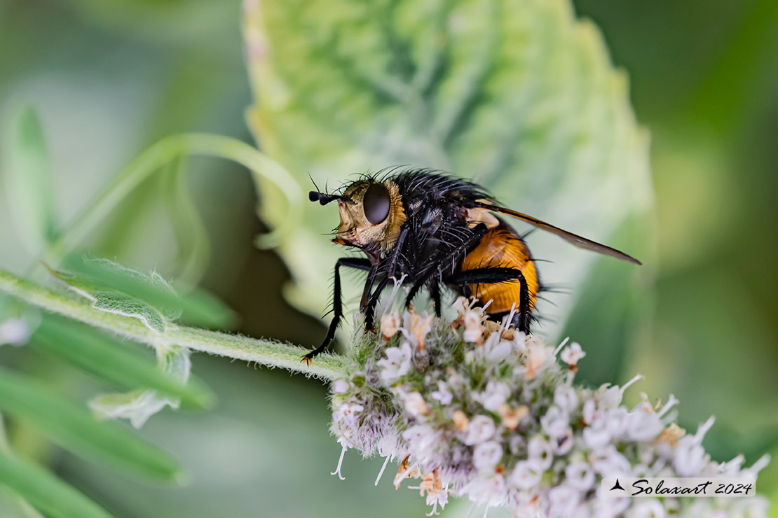 Tachina (Nowickia) ferox