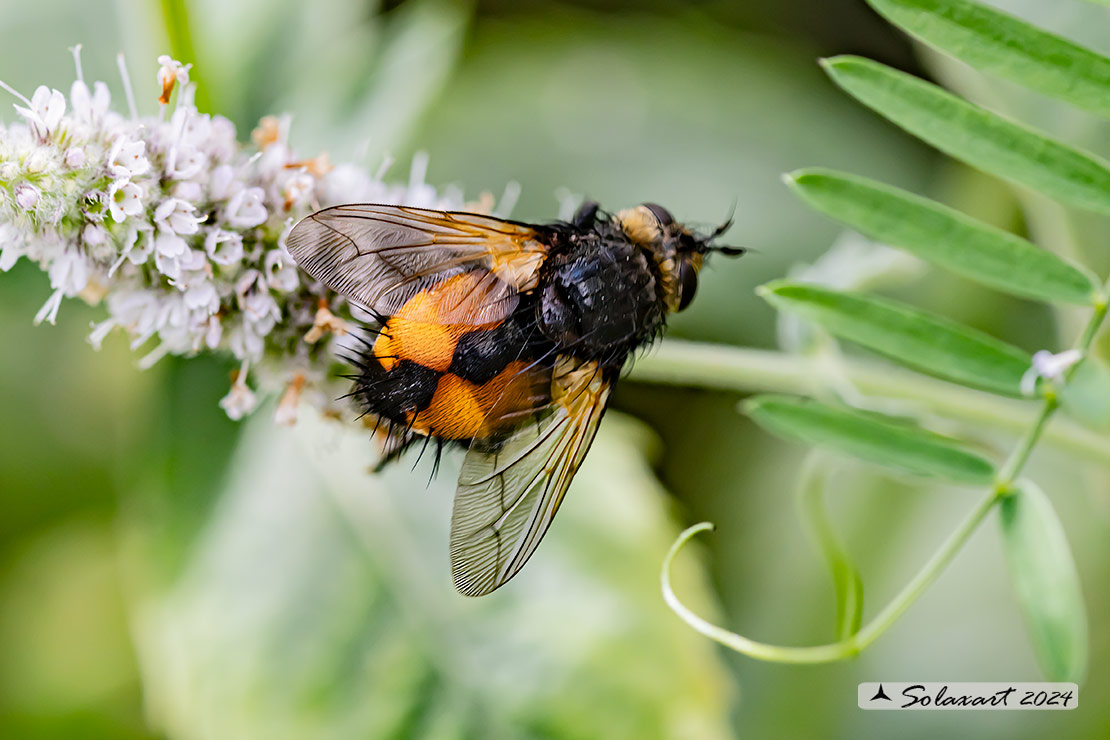 Tachina (Nowickia) ferox