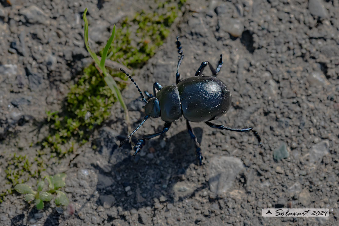 Timarcha tenebricosa