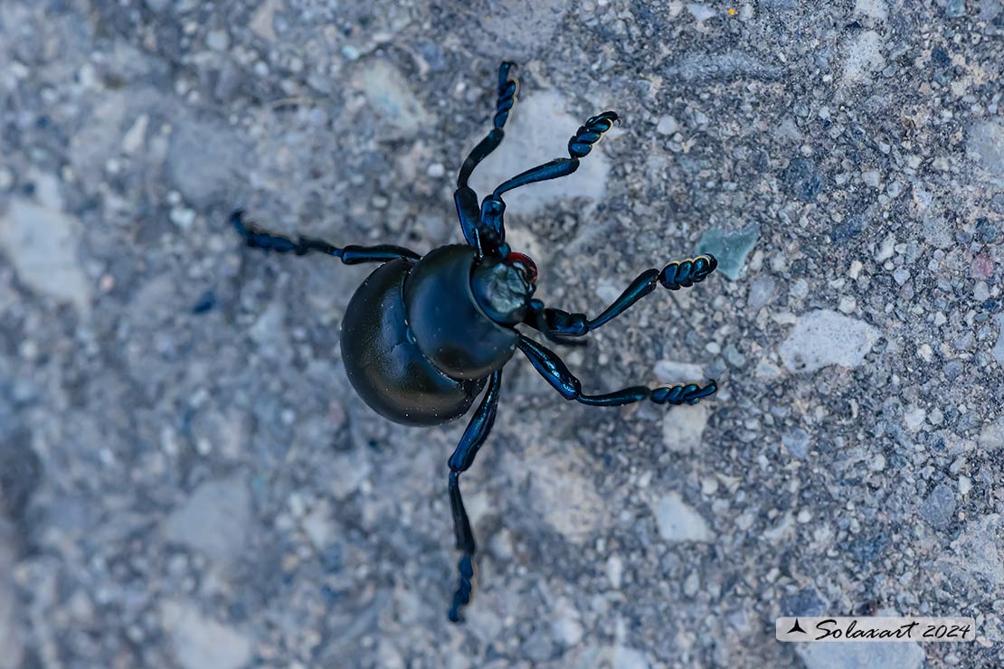 Timarcha tenebricosa