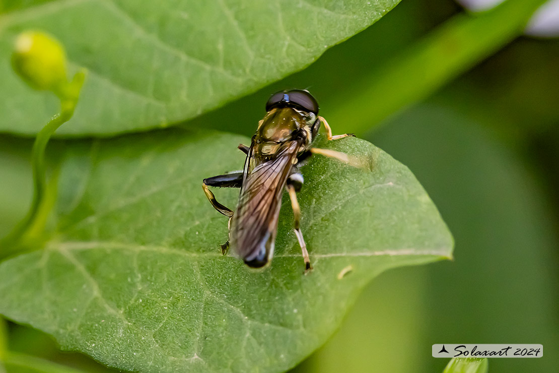 Xylota segnis (maschio)