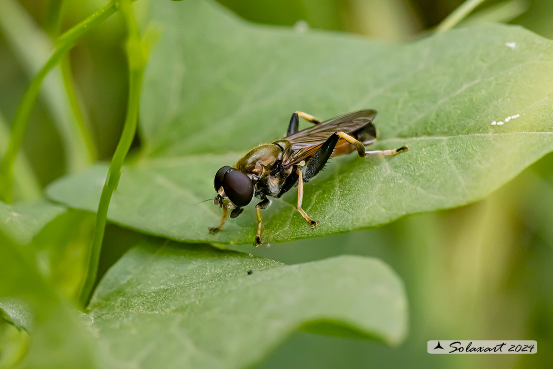 Xylota segnis (maschio)