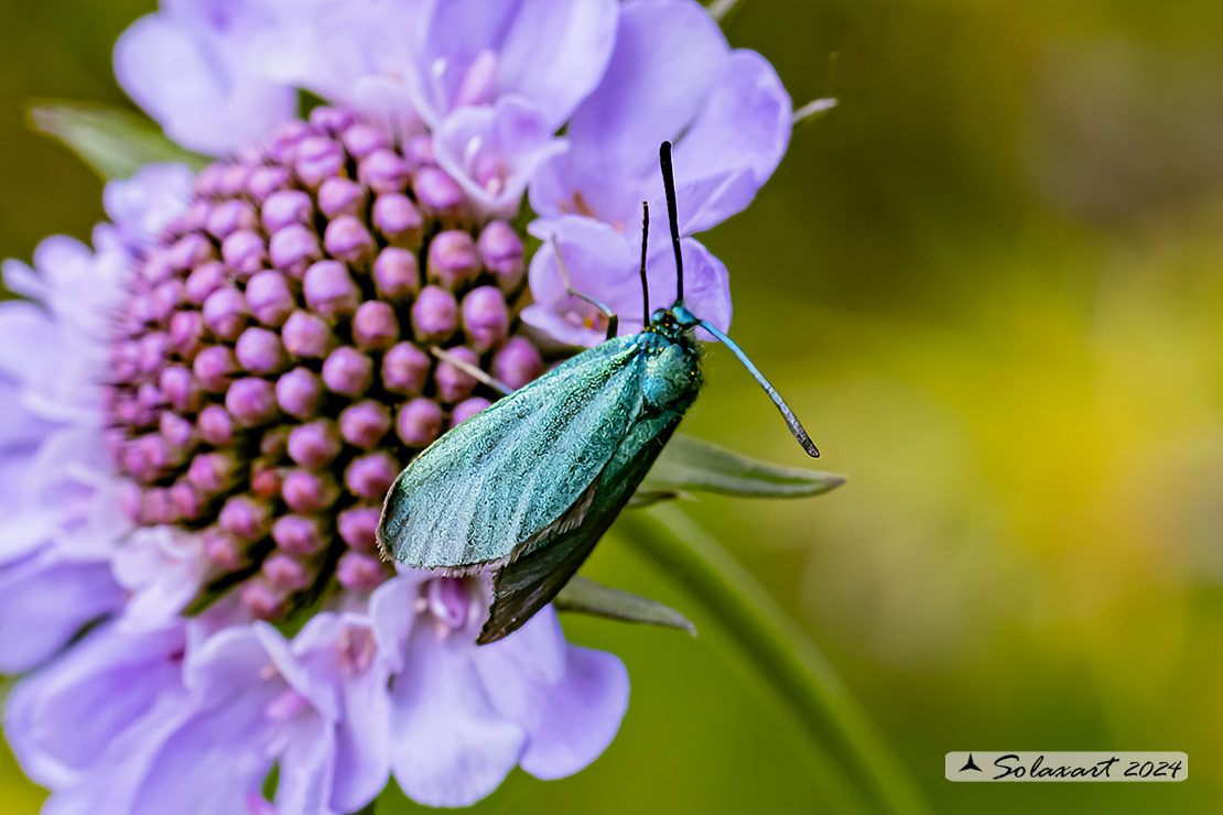 Adscita statices: Green Forester