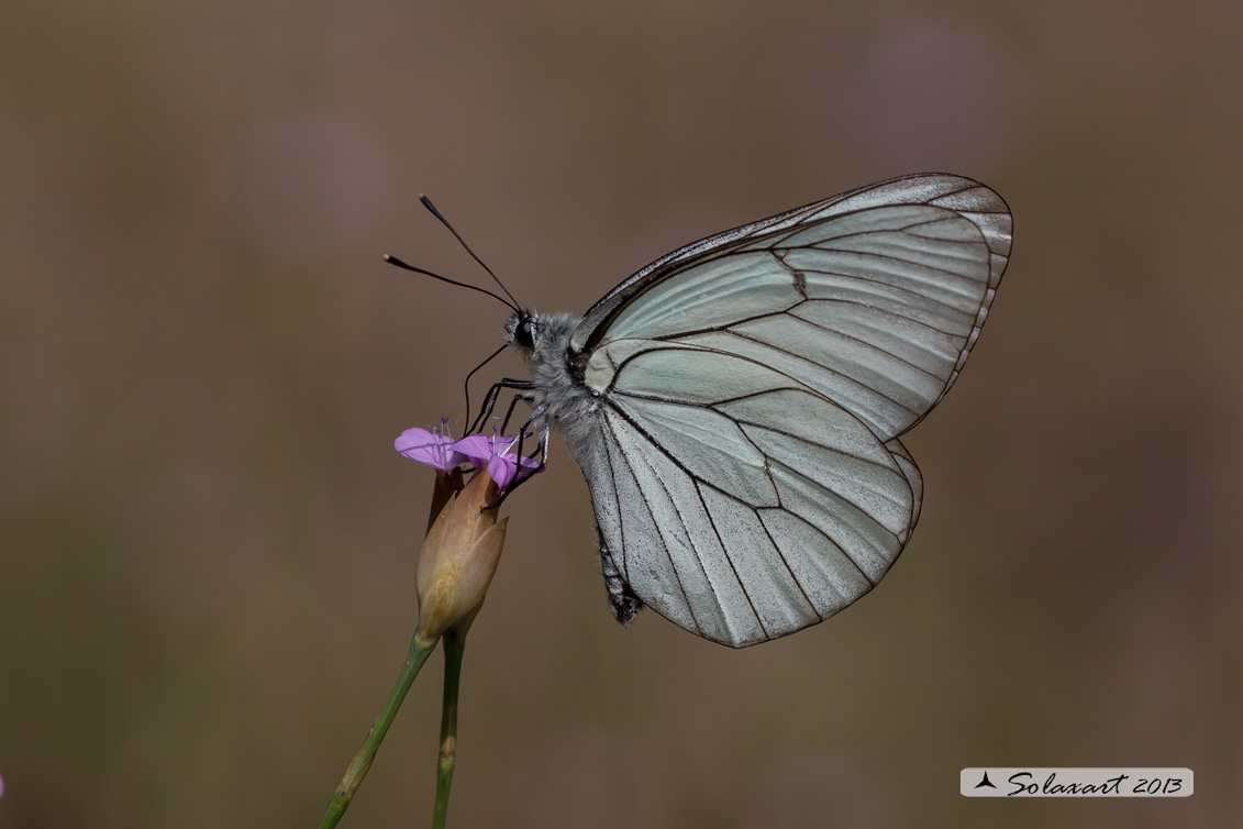 Aporia crataegi: Pieride del biancospino (femmina); Black-veined White (female)