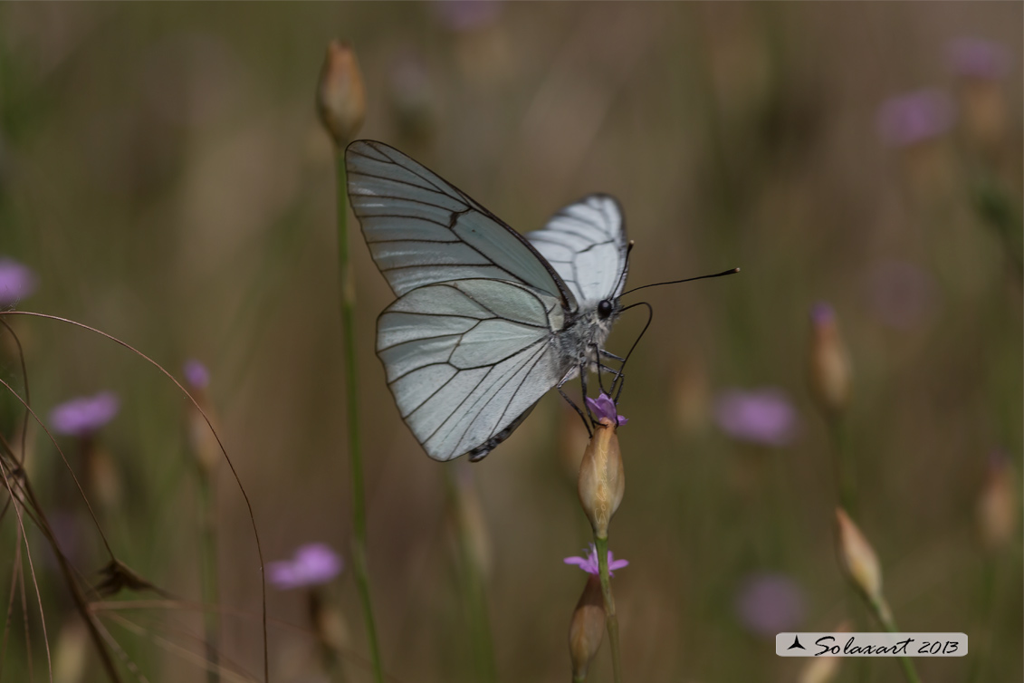 Aporia crataegi: Pieride del biancospino (femmina); Black-veined White (female)