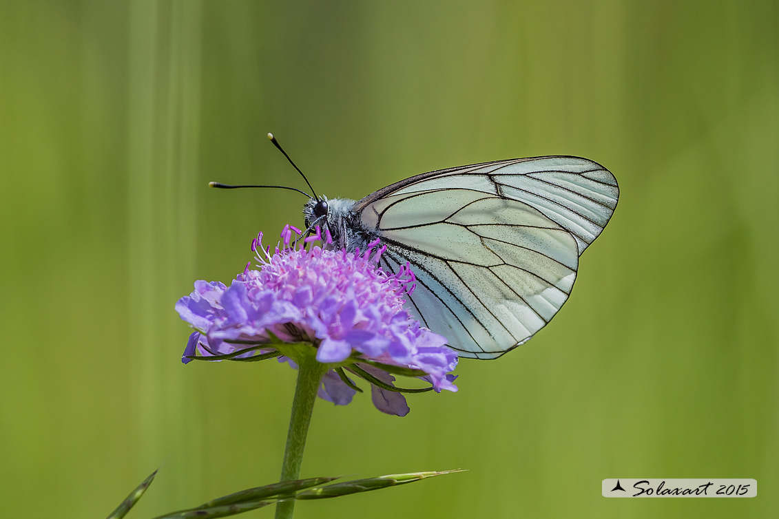  Aporia crataegi: Pieride del biancospino; Black-veined White