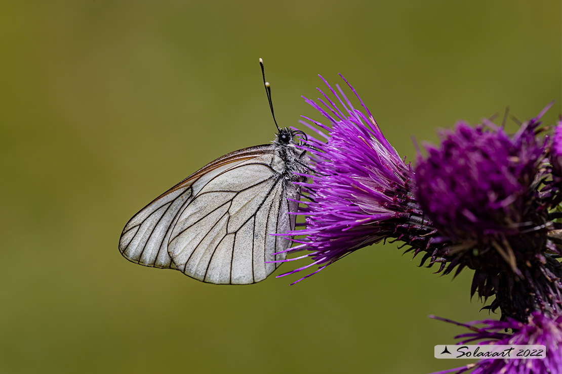 Aporia crataegi: Pieride del biancospino; Black-veined White