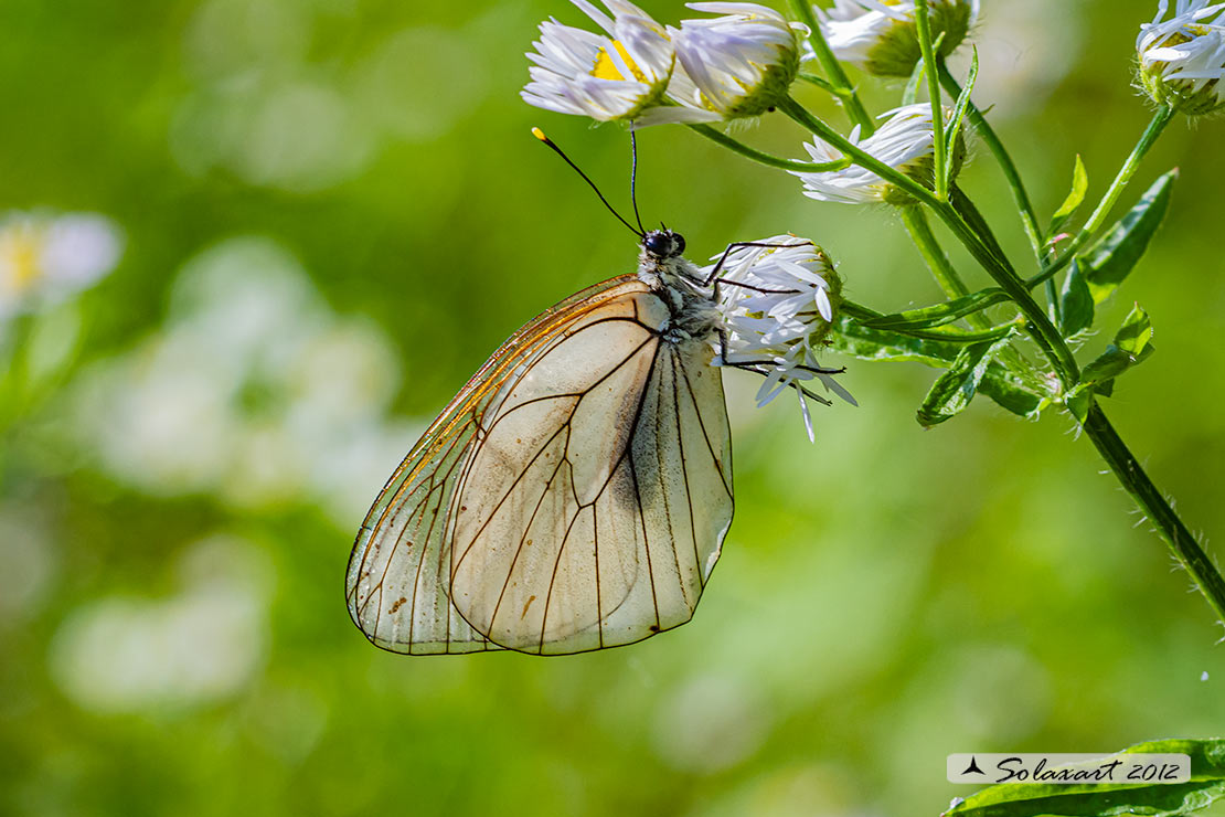 Aporia crataegi: Pieride del biancospino (femmina); Black-veined White (female)