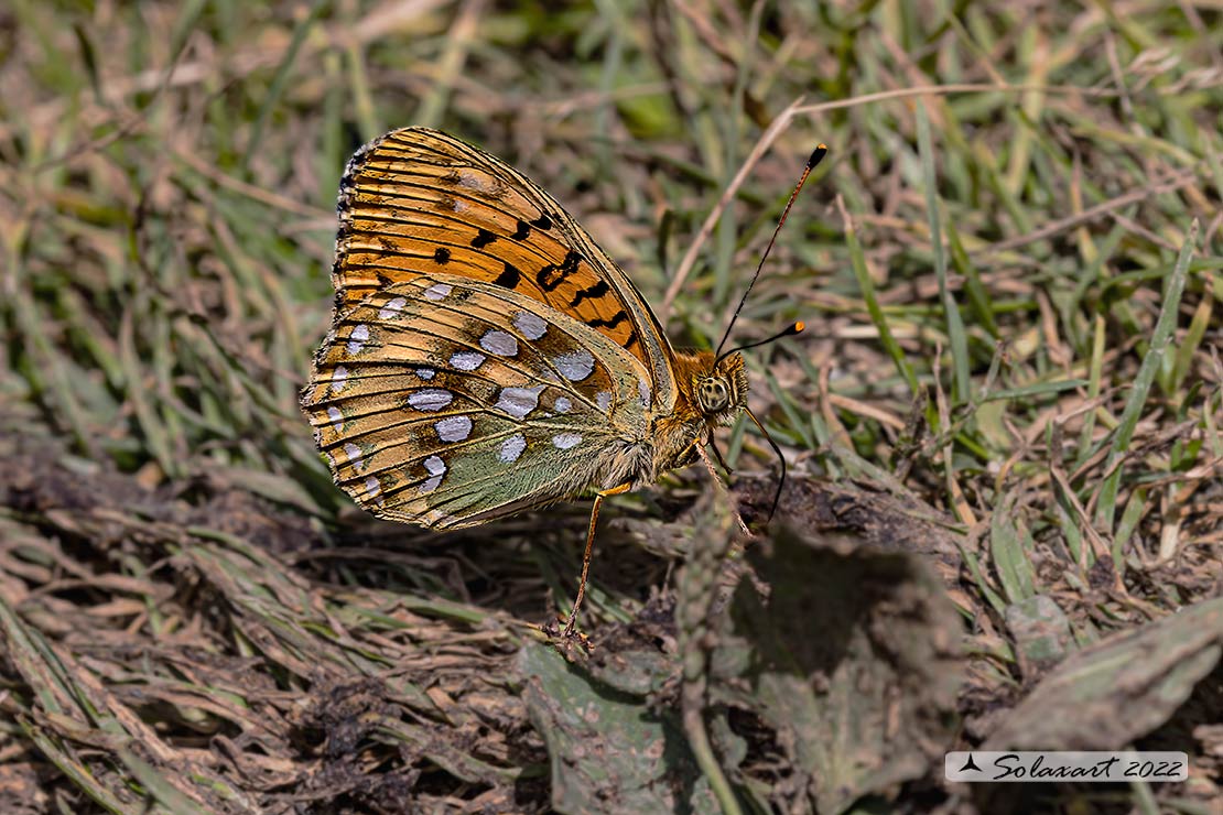 Argynnis aglaja:  Aglaia ; Dark green fritillary