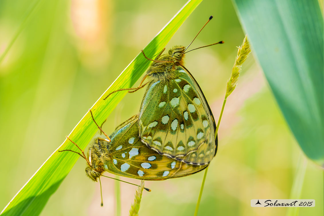 Argynnis aglaja:  Aglaia ; Dark green fritillary