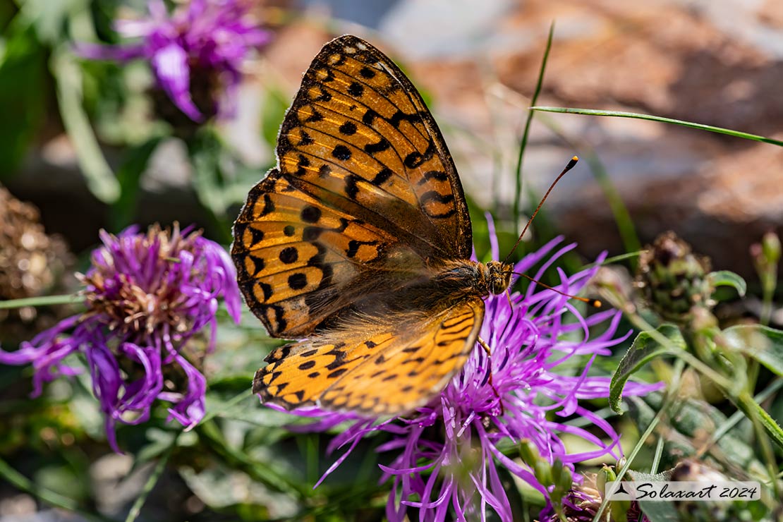 Argynnis aglaja:  Aglaia ; Dark green fritillary